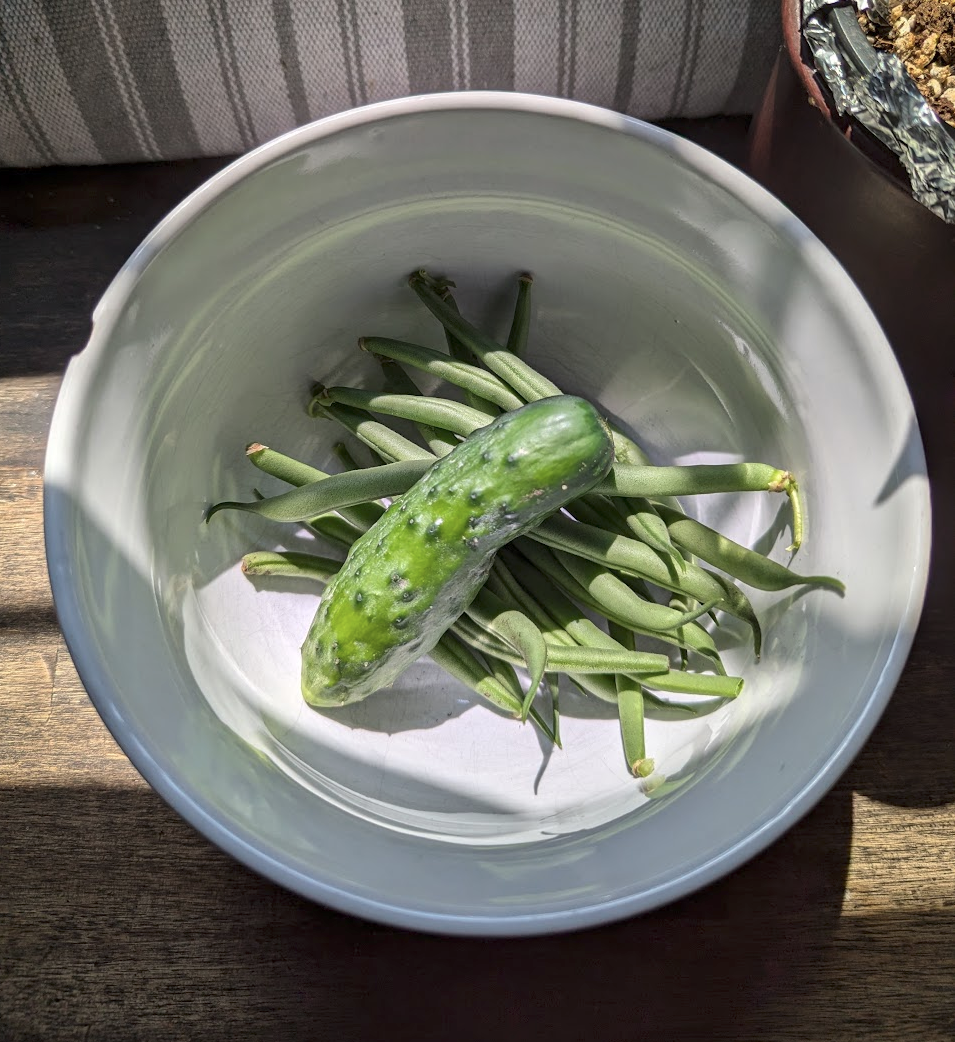 photo of a small cucumber and a few green beans in a bowl, fresh from the garden. Bonus pics are unripe tomatoes and a tiny sprout of a bell pepper.